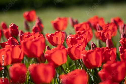Kolorowe kwitn  ce tulipany