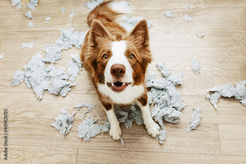 Puppy dog caught red-handed after bite and destroy a pillow at home. separation axiety disorder concept photo
