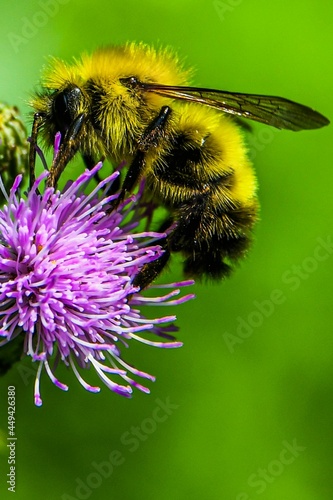 Photo of a Bee on Thistle Bloom photo