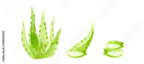 aloe vera watercolor hand drawn paint isolated on white
