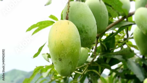 Close-up of three green mangoes hanging on the branches after the rain with little water droplets still on their skin. A gust of wind comes by, and they shake gently along. photo