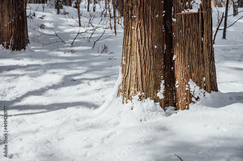 snow forest at togakushi shrine, Japan photo