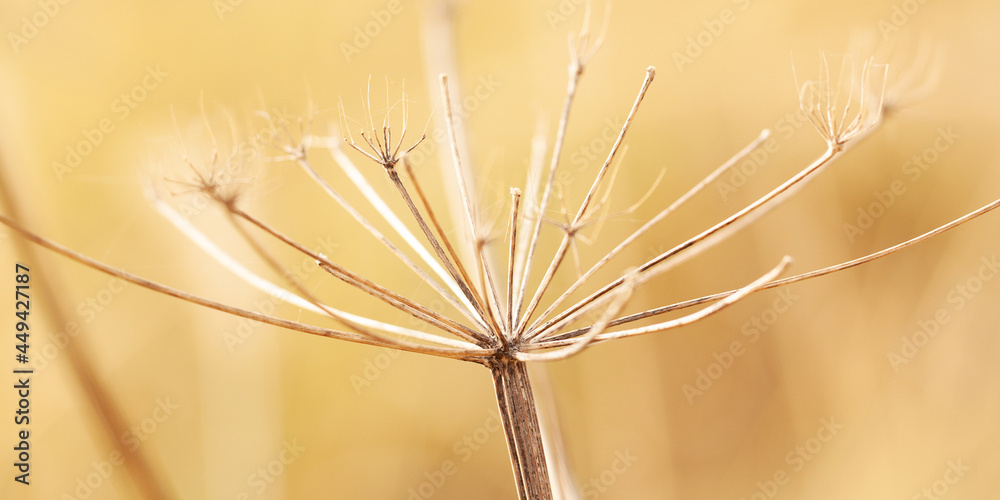 Obraz premium faded plant with fallen seeds