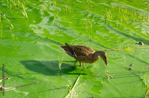 Lake is overgrown by green-blue algae, aka cyanobacteria and duck is walking in the polluted water.  photo