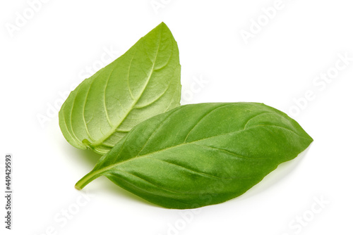 Fresh organic basil leaves, close-up, isolated on white background.