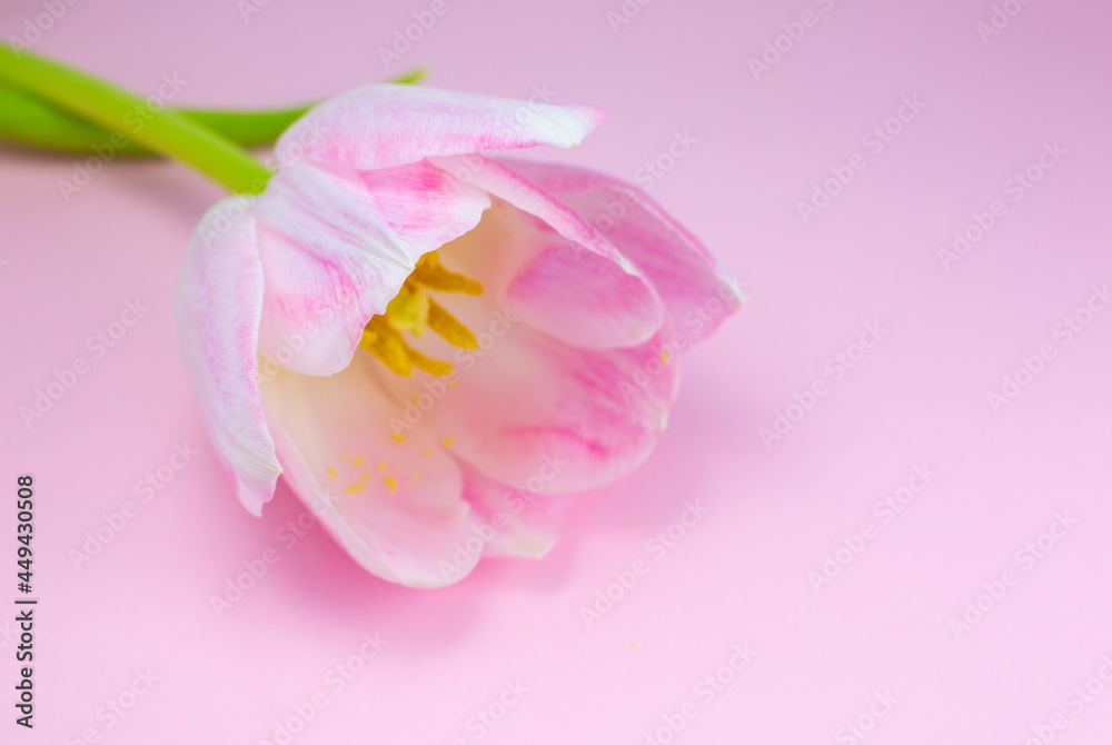 Pink tulip on the pink background. Congratulation postcard for mother's day or international women's day. Minimalism, beautiful natural wallpaper. Spring flowers. Pink tulip on the pink background. Congratulation postcard for mother's day or international women's day. Minimalism, beautiful natural wallpaper. Spring flowers.