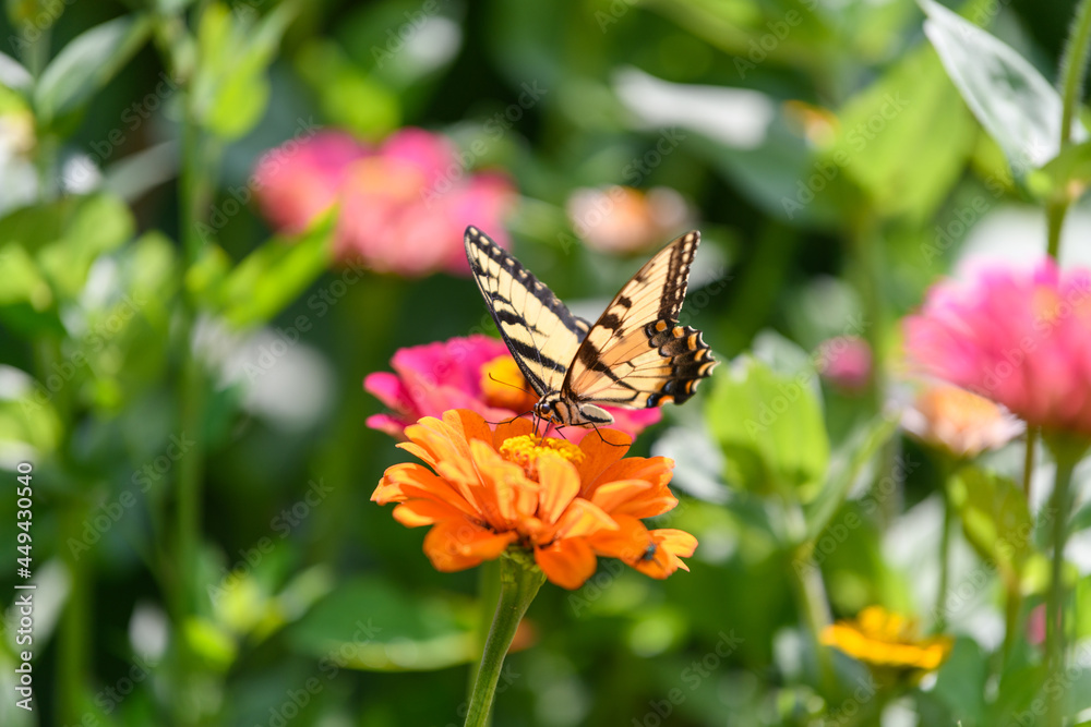 Yellow Swallowtail Butterfly feeding on brightly colored wildflowers in Wisconsin