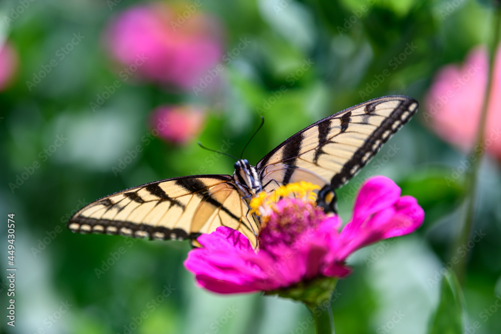 Yellow Swallowtail Butterfly feeding on brightly colored wildflowers in Wisconsin Yellow Swallowtail Butterfly feeding on brightly colored wildflowers in Wisconsin