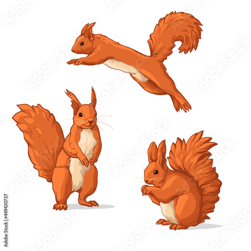 Vector set of Squirrels. Squirrels, isolated on a white background.