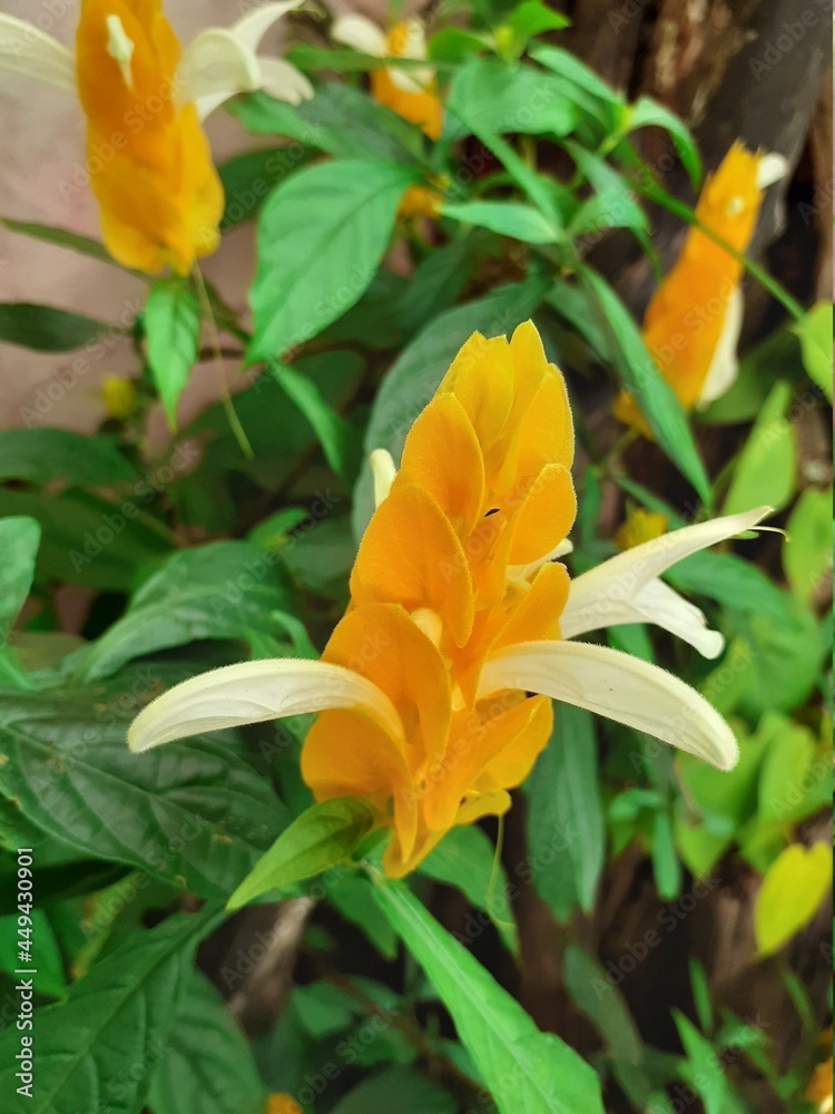 Fototapeta premium yellow flower