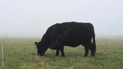 Black Galloway cow eating grass on a foggy morning