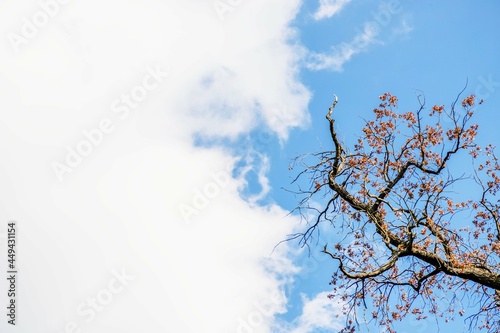 Dry tree on a beautiful sky background,white and blue sky, copy space © kvitkanastroyu