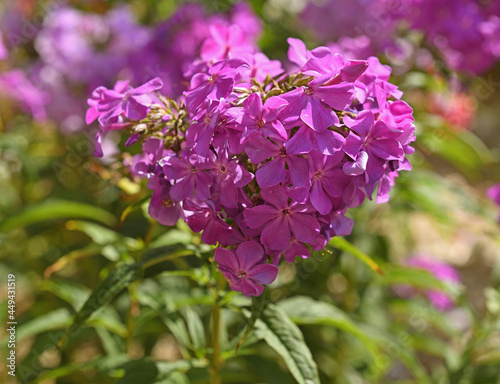 Phlox paniculata Bird Sirin in summer photo