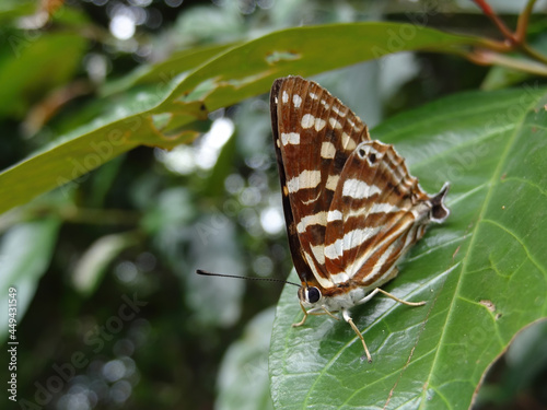 Close up shot of a Dodona butterfly photo