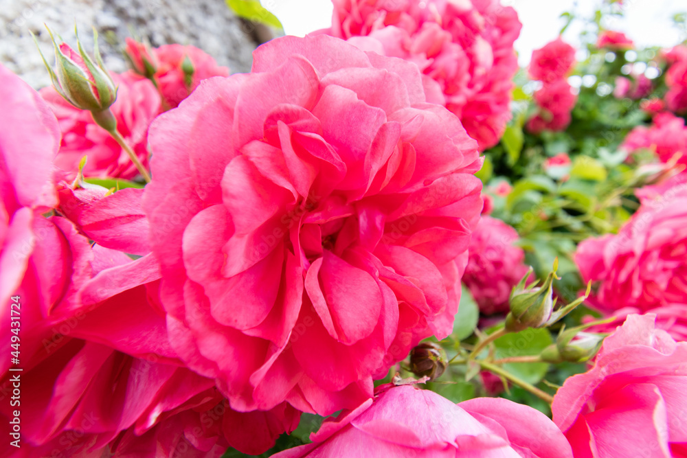 Rose flower in summer garden close-up shot