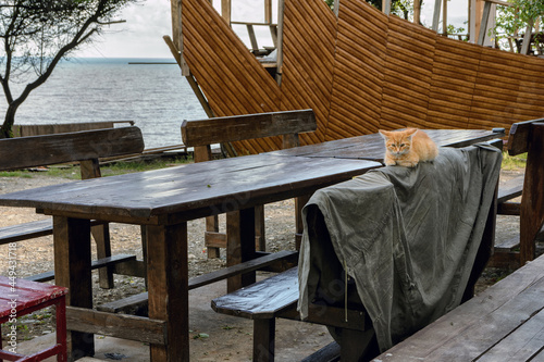 Ginger kitten lies on the back of a wooden bench next to a large wooden table on the street against the background of the sea