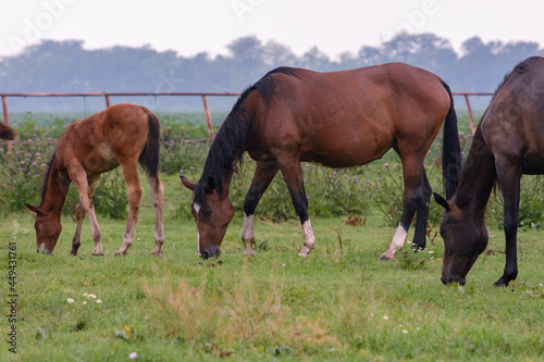 Family of horses grazing in the pasture