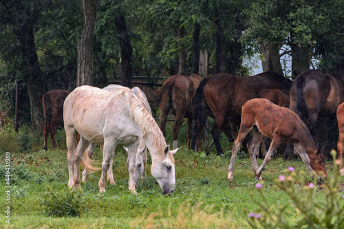A herd of horses hides from the rain under the trees in a grove, a white horse in the foreground eats grass