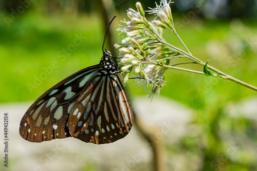 Close up shot of a Tirumala limniace butterfly photo