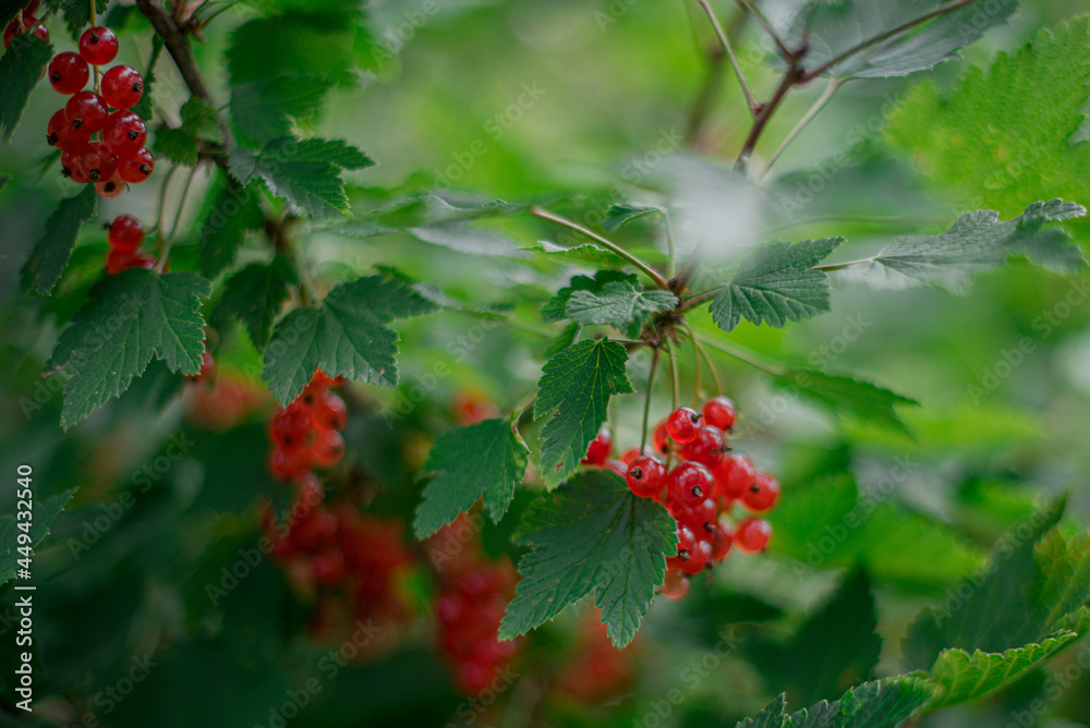 Red ripe currant grows on a bush Red ripe currant grows on a bush