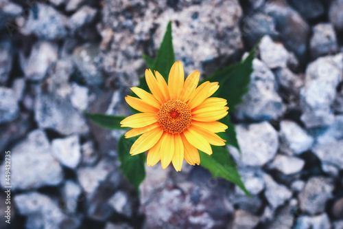 Flower growing on the rocks photo