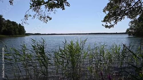 Lake trees and grass flowing in the wind by Oppmanasjön in Skåne, Sweden
