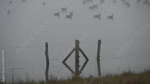 Calm morning lake with geese in fog