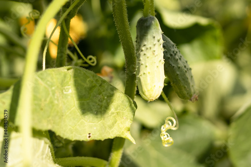 young cucumber grows on a bush in the garden, agriculture