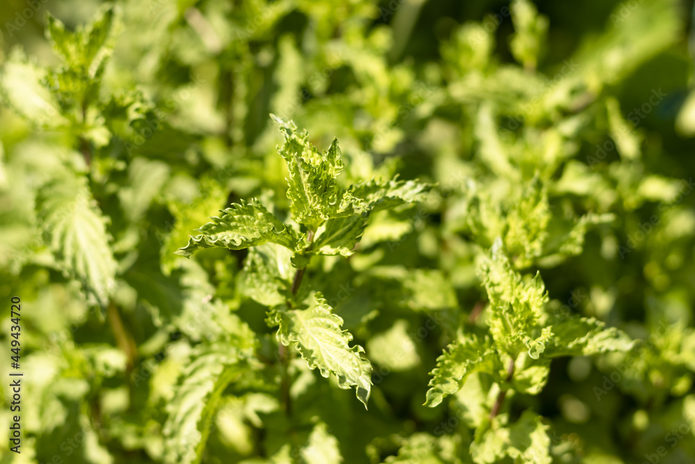 mint young green plant in the garden, mint background mint young green plant in the garden, mint background