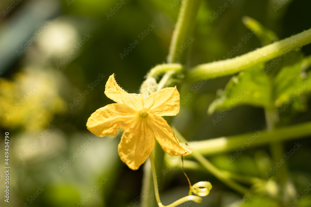 cucumber flower young embryo on a bush in the garden, agriculture. cucumber flower young embryo on a bush in the garden, agriculture.