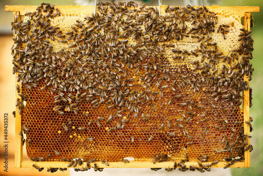 Honey frame with bees at apiary Honey frame with bees at apiary