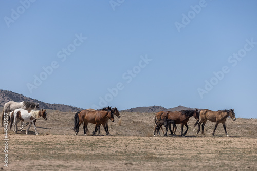 Fototapeta Naklejka Na Ścianę i Meble -  Wild Horses in the Utah Desert in Spring