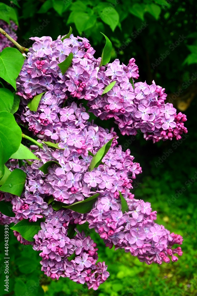flower, spring, blossom, nature, plant, tree, flowers flower, spring, blossom, nature, plant, tree, flowers