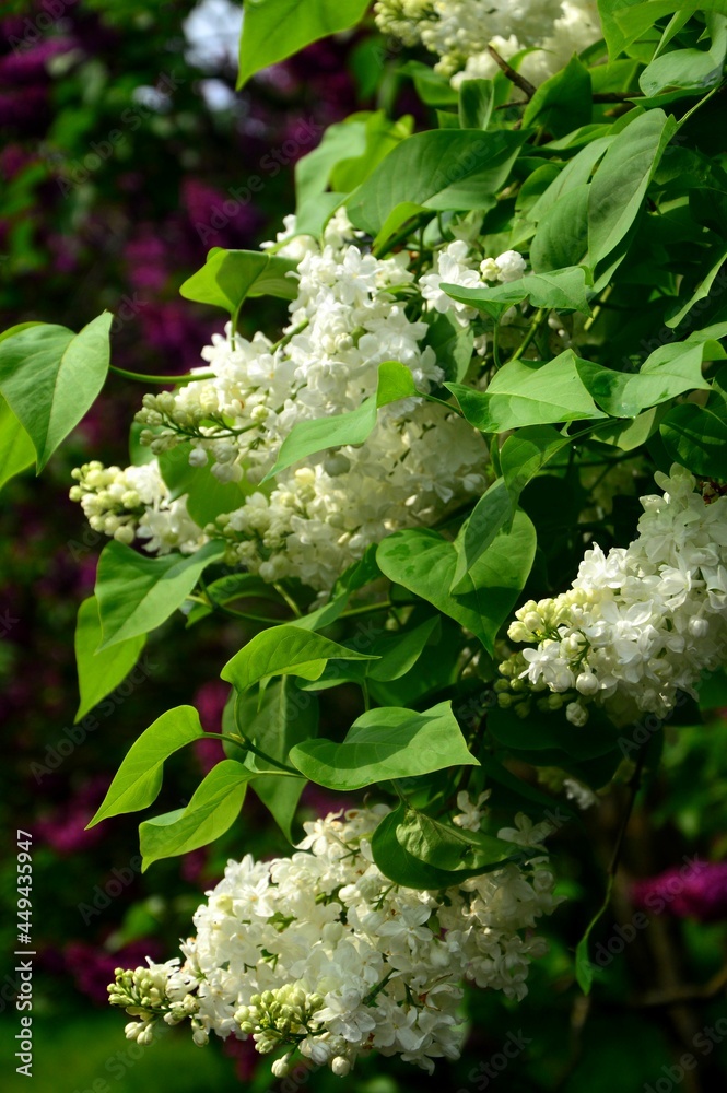 flower, spring, blossom, nature, plant, tree, flowers flower, spring, blossom, nature, plant, tree, flowers