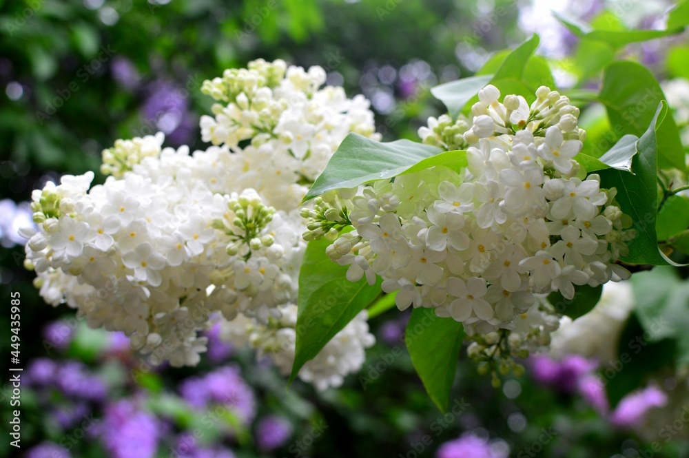 flower, spring, blossom, nature, plant, tree, flowers