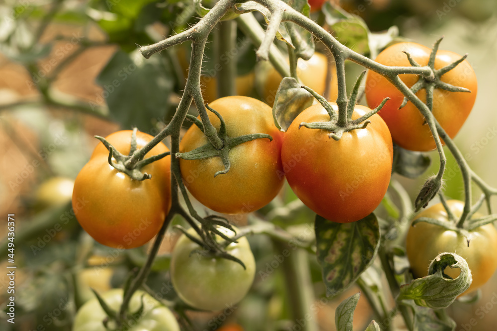 red tomatoes sing on a bush in the garden, agriculture