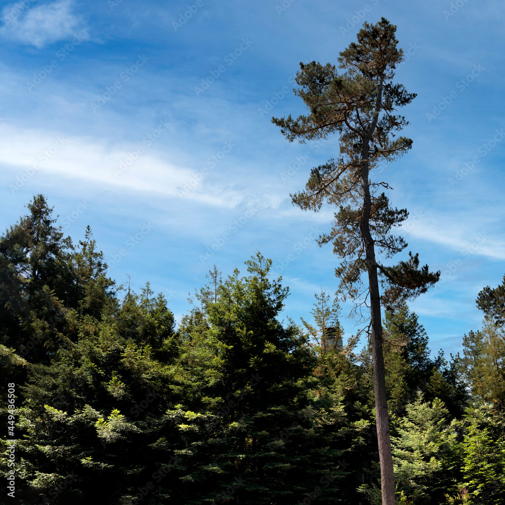 Naklejka premium Lampton Ridge Treeline