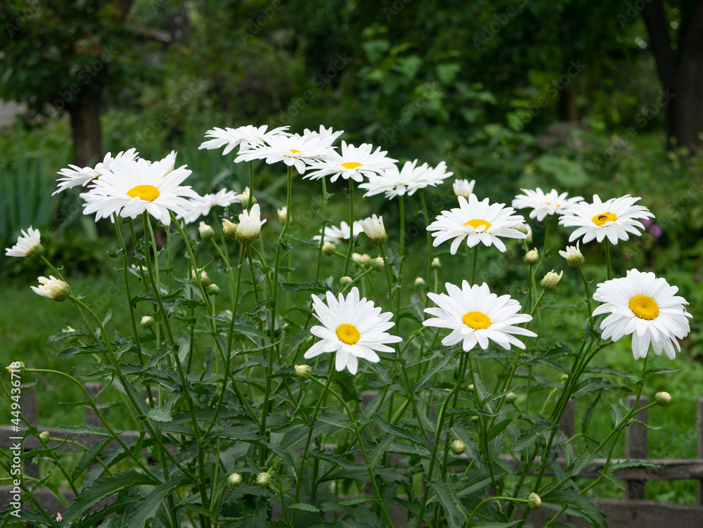 Field chamomiles flowers closeup. Beautiful nature scene with blooming medical chamomiles in sun day. Alternative medicine Spring Daisy. Beautiful meadow. Summer background. Field chamomiles flowers closeup. Beautiful nature scene with blooming medical chamomiles in sun day. Alternative medicine Spring Daisy. Beautiful meadow. Summer background.