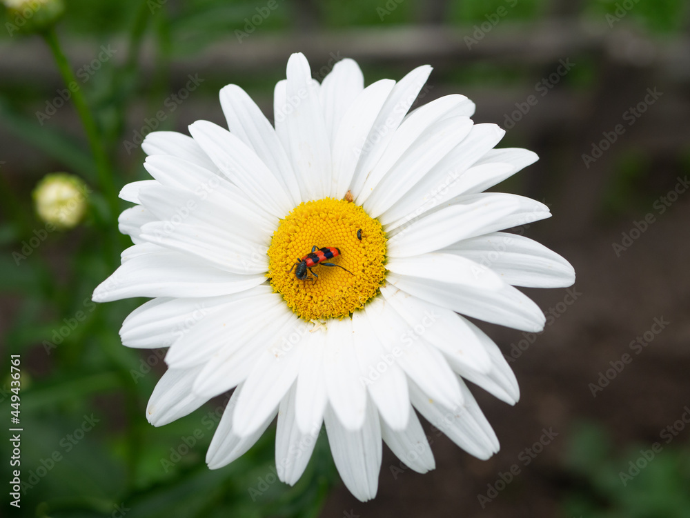 Bright striped Bee beetle (Trichodes apiarius) on a flower Bright striped Bee beetle (Trichodes apiarius) on a flower