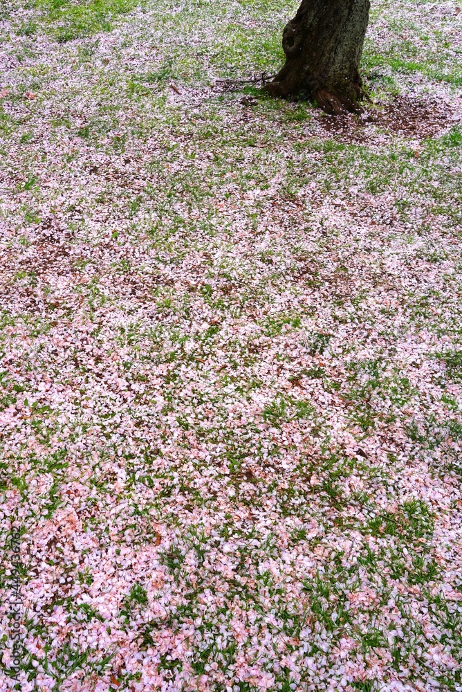 Obraz premium Pink cherry blossom petals covering the ground under sakura trees in the spring