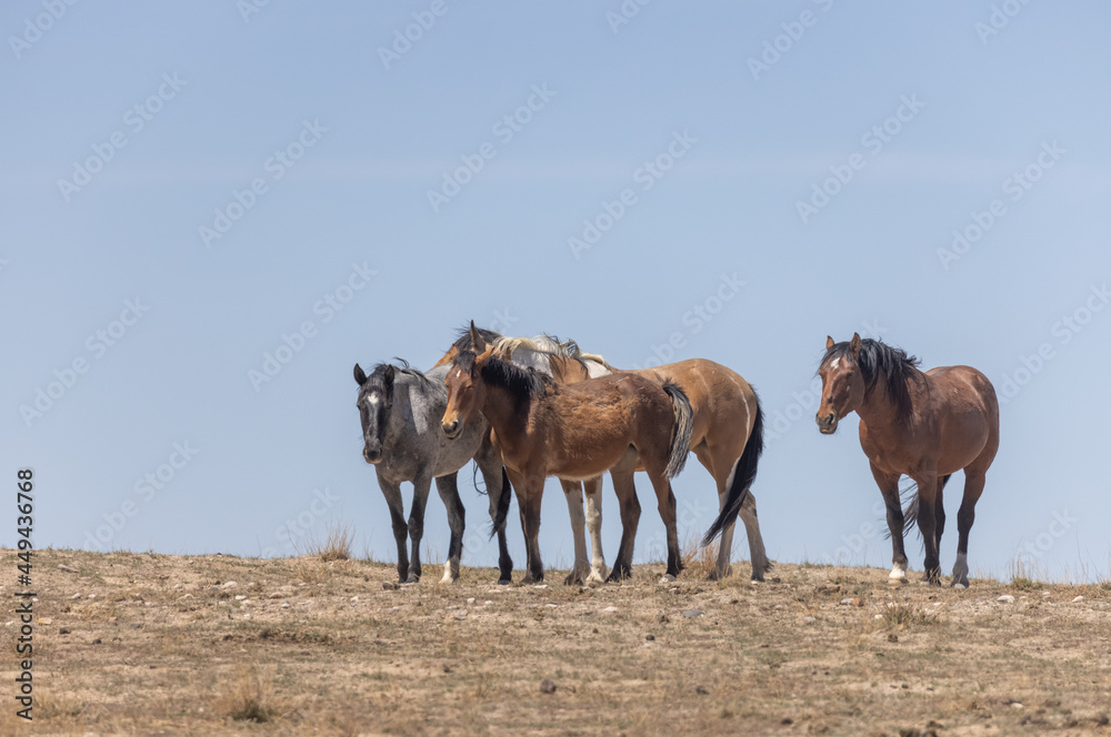 Obraz premium Wild Horses in the Utah Desert in Spring