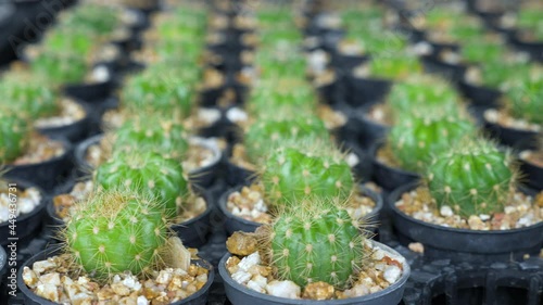 Green prickly cactus Gymnocalycium or Goloden Echinopsis calochlora cactus closeup, Succulent plant of small cactus in pot on sun light nature background. Desert Hedgehog cactuses at greenhouse farm. photo