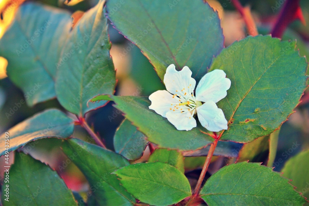 White Flower White Flower
