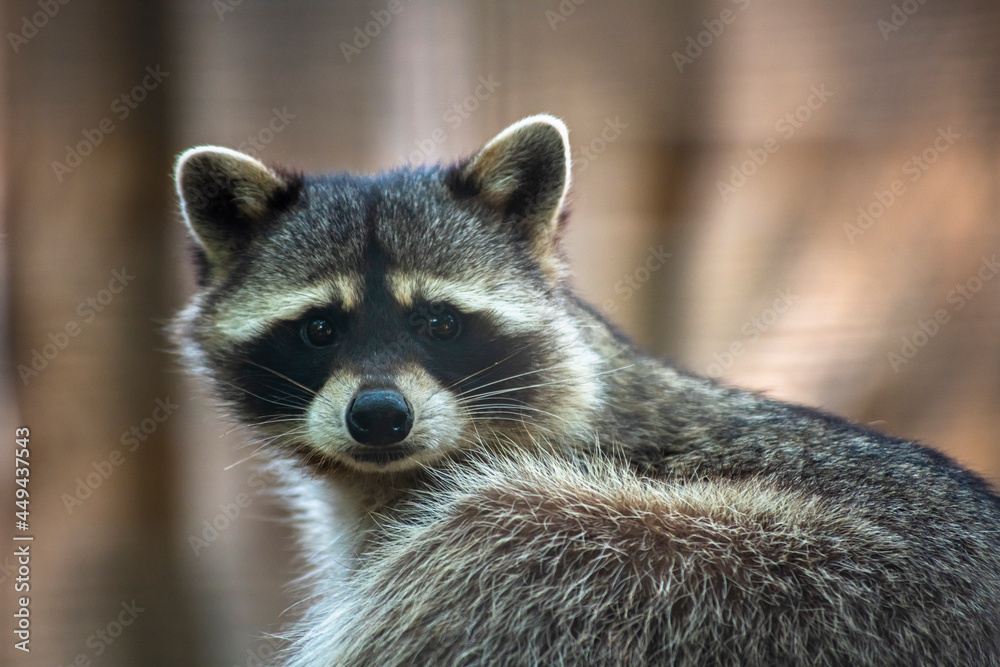 close-up portrait of a raccoon in the Odessa zoo on a summer day, animals in captivity