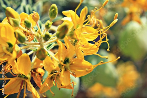 Yellow Flowers