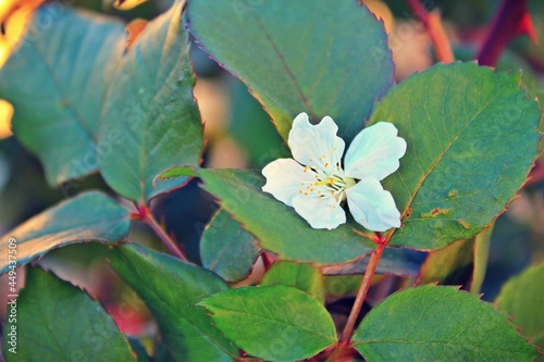 White Flower 