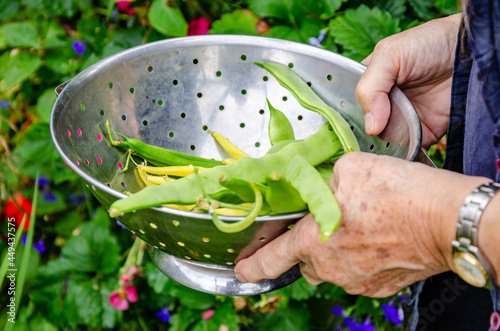 A female hand holding a metal colander fill of french beans and runner beans picked from the garden. photo