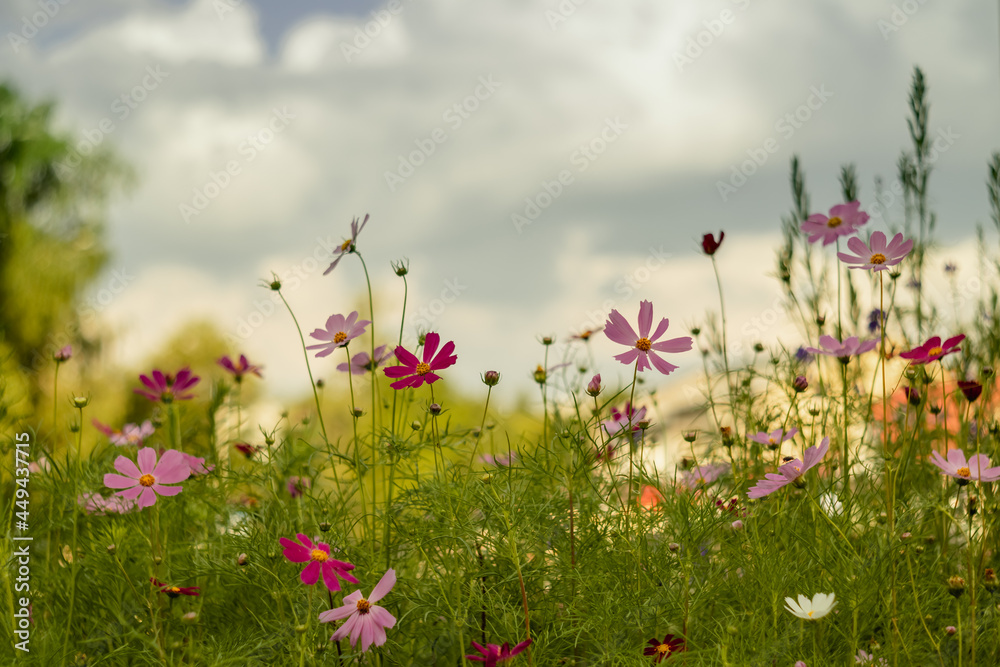 A flowerbed with cosmos flowers on a blurry background on a cloudy summer day. A flowerbed with cosmos flowers on a blurry background on a cloudy summer day.