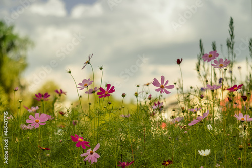 Fototapeta Naklejka Na Ścianę i Meble -  A flowerbed with cosmos flowers on a blurry background on a cloudy summer day.