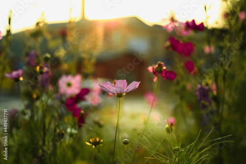 Fototapeta Naklejka Na Ścianę i Meble -  A pink cosmos flower surrounded by colorful flowers on a blurry background in the glow of the setting sun.